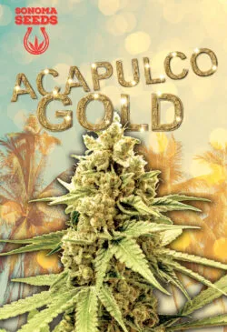 Acapulco Gold Strain Feminized