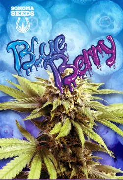 Blueberry OG Strain
