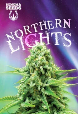 Northern Lights Strain