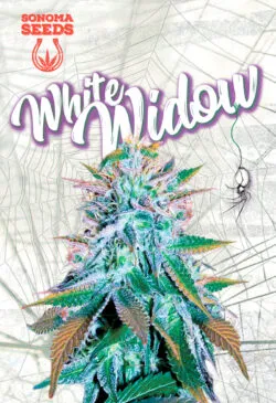 White Widow Strain