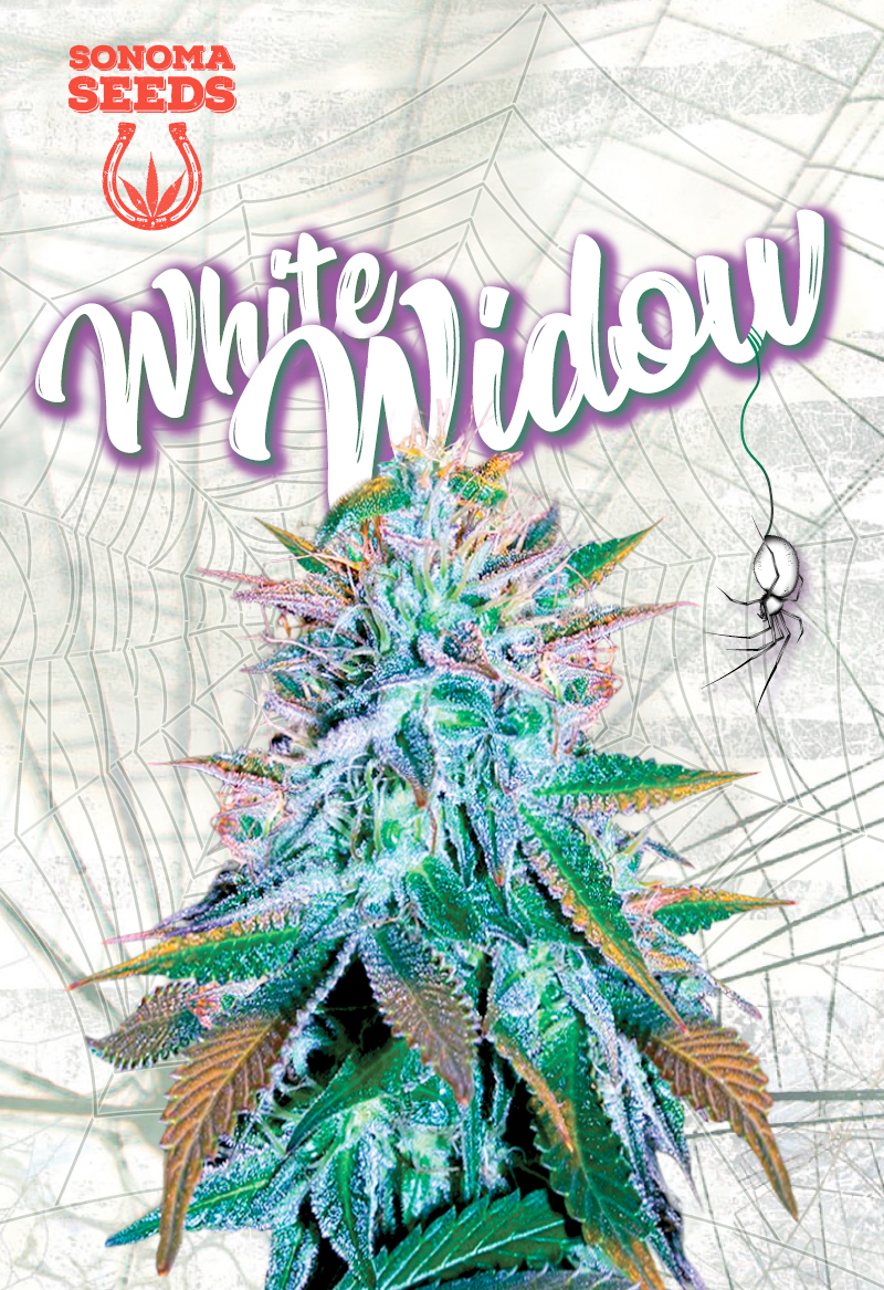 sonoma white widow