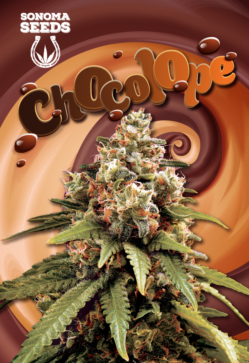 chocolope seeds