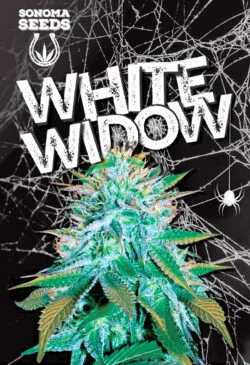 White Widow Strain