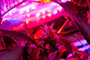 December’s Cannabis Strain Northern Berry