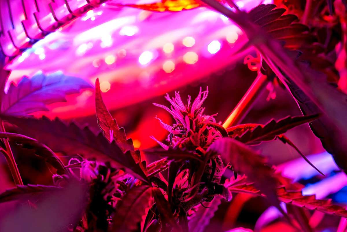 Northern Berry Strain