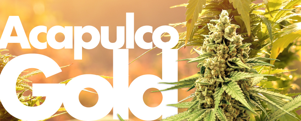 acapulco gold cannabis profile
