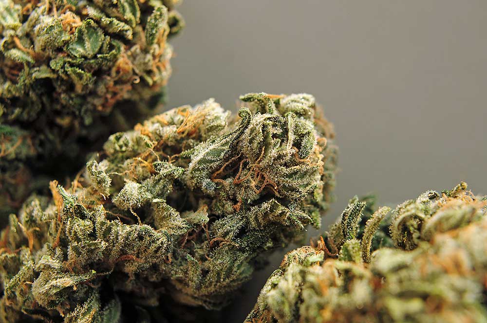 Bruce Banner Strain