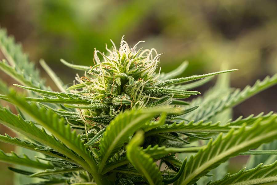 10 CBD Marijuana for Pain Relief