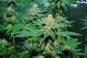 10 of the Heaviest Indica Strains