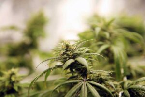 100 Percent Pure Sativa Strains