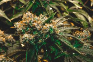 5 Best Indica Dominant Hybrid Strains in the World