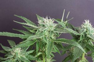 5 Best Sativa Dominant Hybrids Cannabis Strains