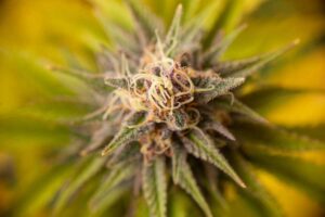 5-Best-Sativa-Strains-in-Colorado