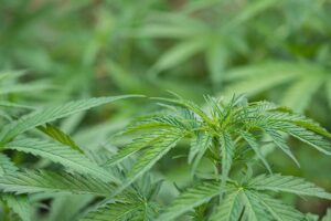 5 Best Sativa in Los Angeles