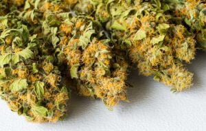 5 Marijuana CBD Benefits You Need to Know