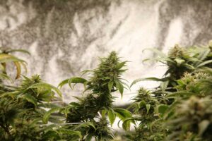 5 Shortest Sativa Strains for Small-Space Growing