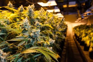 7 Best Sativa Strains in California