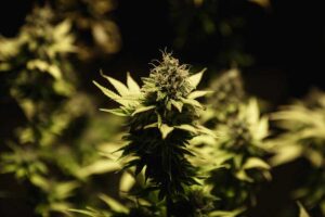 Best 7 Indica Autoflowers that will Amaze Growers