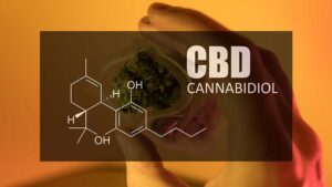 Cannabis CBD Bud What You Need to Know