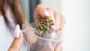 Cannabis Sativa Effects on Brain Function What Users Ought to Know