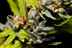Choosing the Right Strain for Your Joint Pain