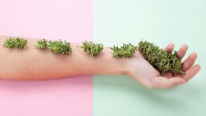 Does Indica Make You Laugh The Answer Will Make You Giggle
