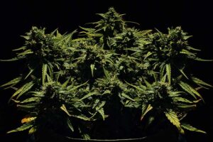 Does Indica or Sativa Make You Paranoid