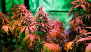 Does Sativa Make You Sleepy Facts Revealed