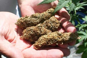 Does Sativa Make You Tired What You Need to Know