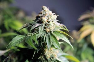 Facts that Indica Growers Need to Know