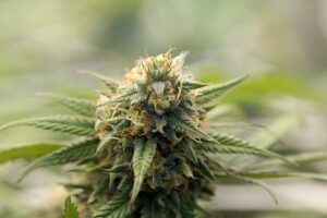 Flowering-Sativa-Indoors-Tips-for-Indoor-Cannabis-Growers