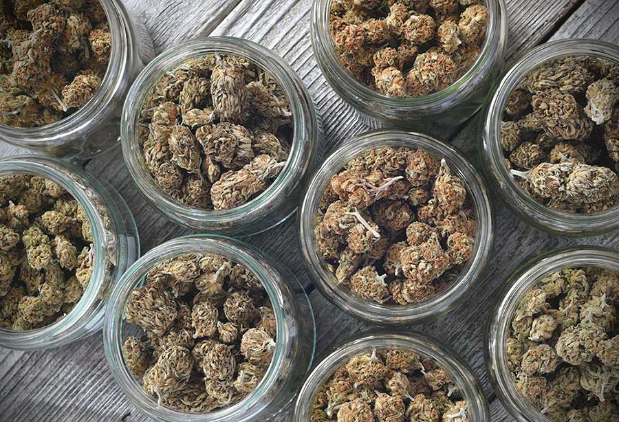 Guide to Understanding Kush Strains