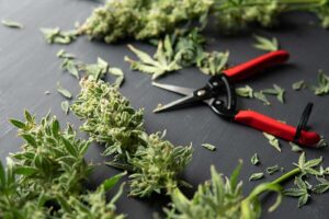 Harvesting Sativa Early Should you Do It