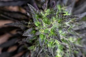 How Long Does CBD Stay in your System