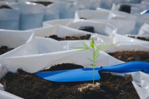 How to Make Hybrid Cannabis