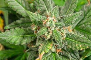 Indica Flowering Time Indoors