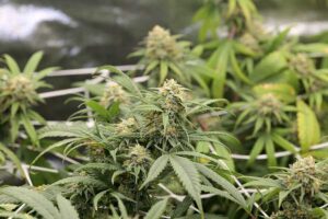 Marijuana CBD VS Hemp CBD Secrets Revealed