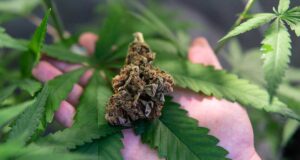 Marijuana CBD VS THC Everything you Need to Know
