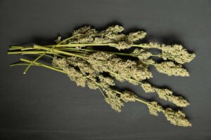 Marijuana CBD for Pain