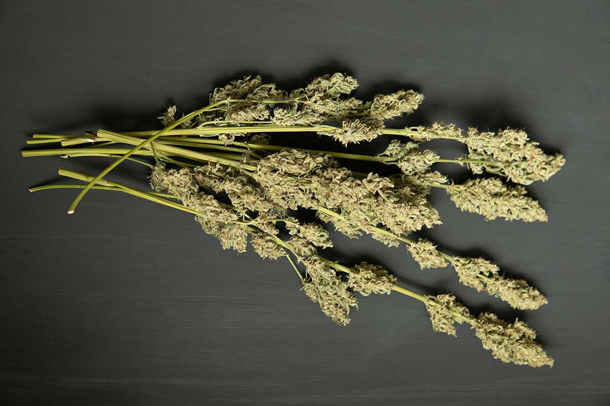Marijuana CBD for Pain