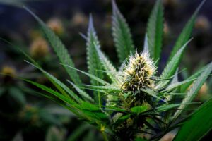 Outdoor Sativa Flowering Time What Outdoor Growers Need to Know