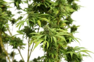Information with Tips on Sativa Side Effects