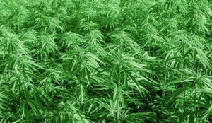 Sativa Strains List Top 5 of Experts