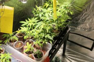 The 5 Best Low Odor Sativa Indoor Growers Are Seeking For