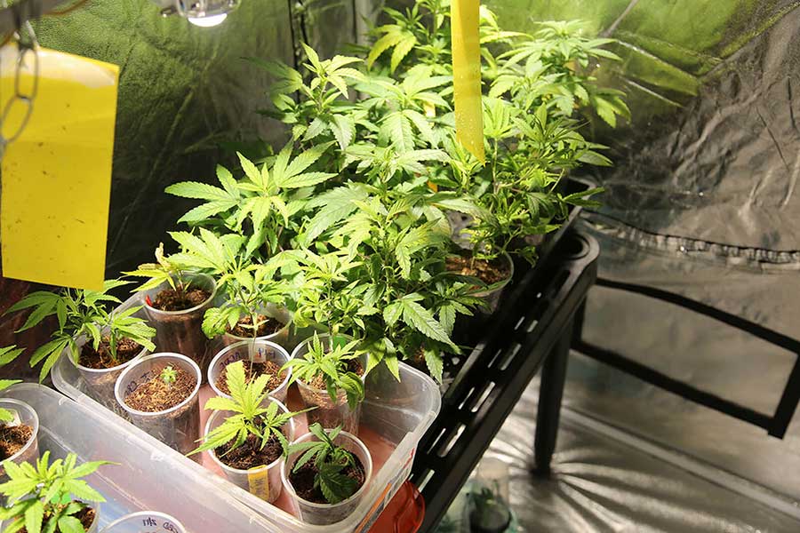 The 5 Best Low Odor Sativa Indoor Growers Are Seeking For