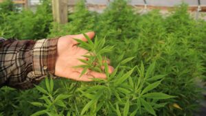 Top 10 Best Indoor Indica Strains