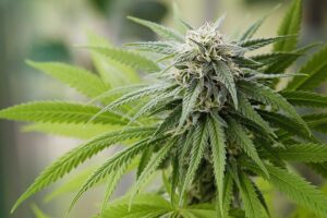 Top 10 Best Sativa Strains in Canada