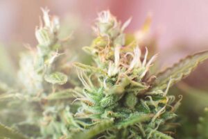 Top 10 Easy to Grow Indica Strains