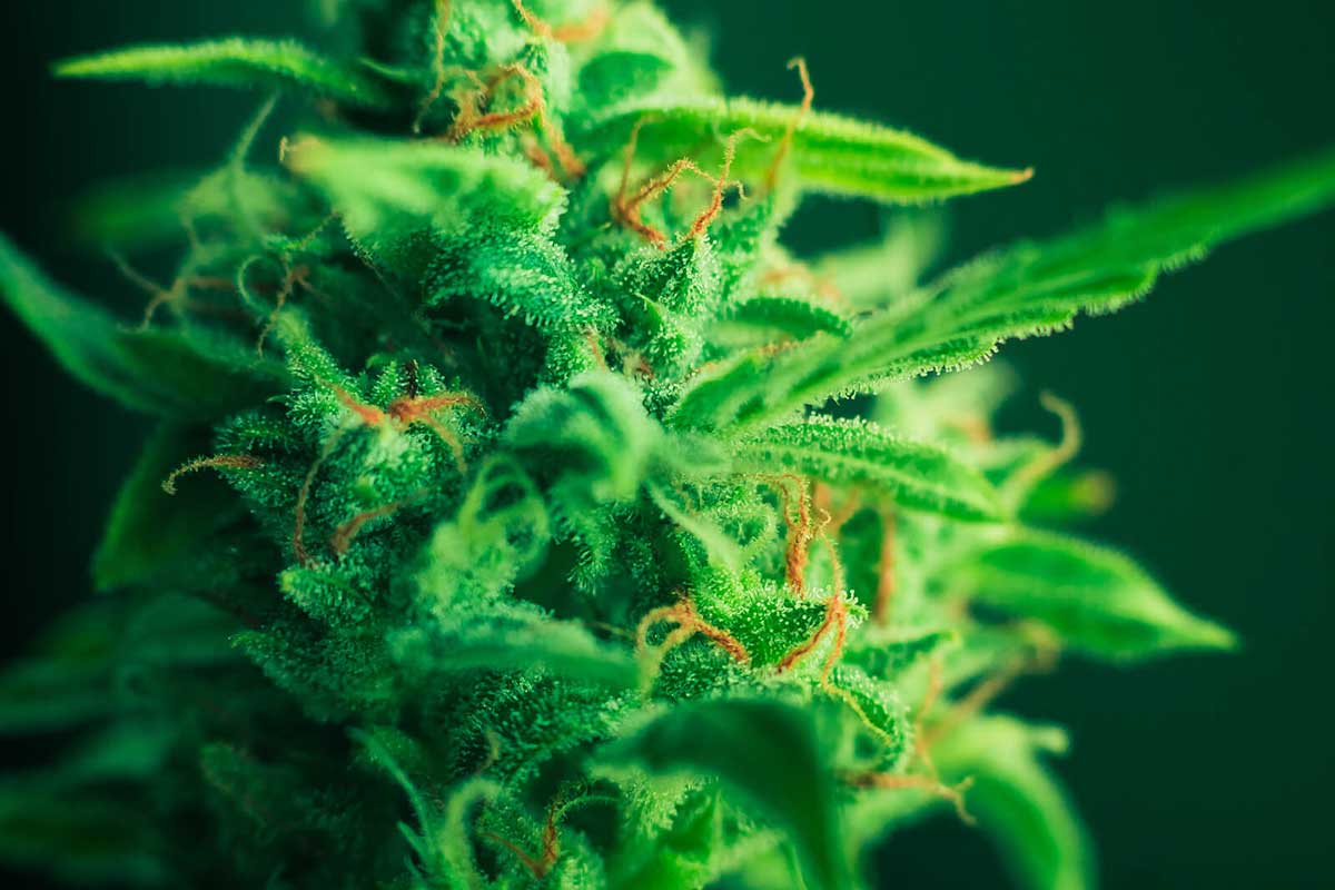 Top 10 Low THC Indica Strains for Beginners