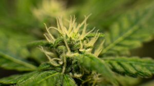 Top 10 Most Potent Sativa Strains